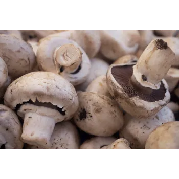 Mushroom (15)-6147731-19580.webp
